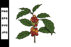 Coffee plant branch with ripe colorful berries hand drawn ve Product Image 1