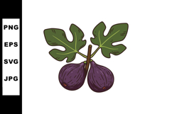 Hand Drawn Purple Fig Fruit with Green Leaves Illustration V Product Image 1