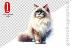 Ragdoll Cat Clipart - PNG File Product Image 1