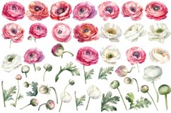 Ranunculus clipart, Watercolor floral clipart Product Image 2
