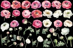 Ranunculus clipart, Watercolor floral clipart Product Image 3