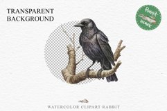 Raven Birds Clipart Savanna PNG Nursery Art Scrapbooking Image Watercolor Transparent Print invitation t-shirt designs sublimation printable digital watercolor cute Raven birds, Safari birds bird clipart, sublimation nursery drawing Savanna