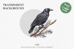 Raven Birds Clipart Savanna PNG Nursery Art Scrapbooking Image Watercolor Transparent Print invitation t-shirt designs sublimation printable digital watercolor cute Raven birds, Safari birds bird clipart, sublimation nursery drawing Savanna