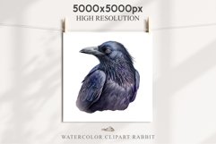 Raven Birds Clipart Savanna PNG Nursery Art Scrapbooking Image Watercolor Transparent Print invitation t-shirt designs sublimation printable digital watercolor cute Raven birds, Safari birds bird clipart, sublimation nursery drawing Savanna