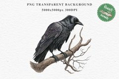 Raven Birds Clipart Savanna PNG Nursery Art Scrapbooking Image Watercolor Transparent Print invitation t-shirt designs sublimation printable digital watercolor cute Raven birds, Safari birds bird clipart, sublimation nursery drawing Savanna