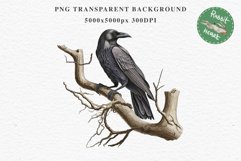 Raven Birds Clipart Savanna PNG Nursery Art Scrapbooking Image Watercolor Transparent Print invitation t-shirt designs sublimation printable digital watercolor cute Raven birds, Safari birds bird clipart, sublimation nursery drawing Savanna