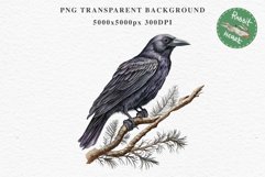 Raven Birds Clipart Savanna PNG Nursery Art Scrapbooking Image Watercolor Transparent Print invitation t-shirt designs sublimation printable digital watercolor cute Raven birds, Safari birds bird clipart, sublimation nursery drawing Savanna