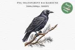 Raven Birds Clipart Savanna PNG Nursery Art Scrapbooking Image Watercolor Transparent Print invitation t-shirt designs sublimation printable digital watercolor cute Raven birds, Safari birds bird clipart, sublimation nursery drawing Savanna