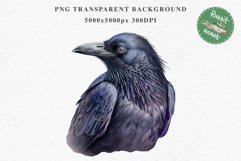 Raven Birds Clipart Savanna PNG Nursery Art Scrapbooking Image Watercolor Transparent Print invitation t-shirt designs sublimation printable digital watercolor cute Raven birds, Safari birds bird clipart, sublimation nursery drawing Savanna