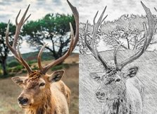Realistic Pencil Sketch Action Product Image 2