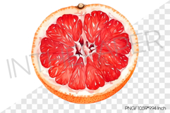 Single Half Cut Red Grapefruit Cross Section PNG Clipart Product Image 1