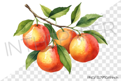 Red Grapefruits Growing on Tree Branch PNG Clipart Fruit Product Image 1