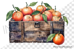 Fresh Red Grapefruits in Wooden Crate PNG Clipart Fruit Product Image 1