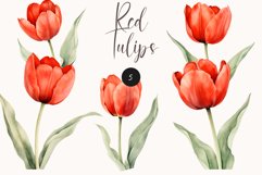 Watercolor Red Tulips clipart - Watercolor floral clipart Product Image 1