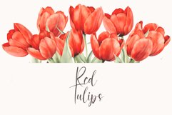 Watercolor Red Tulips clipart - Tulip border Product Image 1
