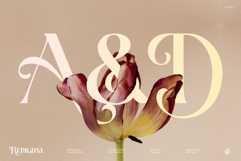 Renigma Product Image 4