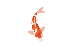 Koi Fish Vector Illustration Orange and White Colored Swimmi Product Image 1