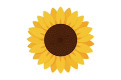Sunflower bright yellow petals with brown center vector illu Product Image 1