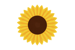 Sunflower bright yellow petals brown center vector illustrat Product Image 1