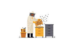 Beekeeper in protective suit tending to hives with bees in f Product Image 1