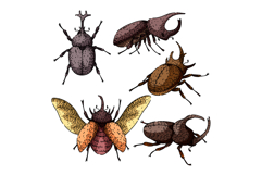 Rhinoceros beetle insect illustrations set with different ho Product Image 1