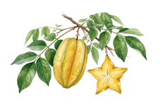 Ripe Jackfruit Png| Fruit Png Product Image 1