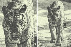 Risograph Photo Effect Product Image 10