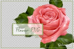 Single rose sublimation | Floral PNG | hand-drawn flower Product Image 2