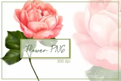 Single rose sublimation | Floral PNG | hand-drawn flower Product Image 1