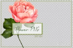 Single rose sublimation | Floral PNG | hand-drawn flower Product Image 2