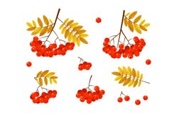 Rowan banches with red berries and leaves Product Image 1