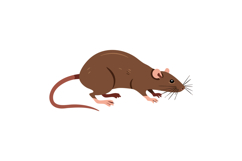 Brown rat side view vector illustration with long tail and w Product Image 1