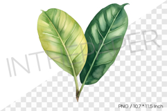 Rubber Plant Leaf Tropical Summer Clipart Watercolor Illust Product Image 1