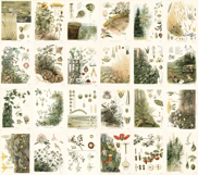 Vintage Russian Botanical Plates Bundle Product Image 2