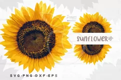 Sunflower svg png Realistic Sunflower png images, summer 082 Product Image 3