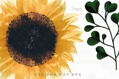 Sunflower svg png Realistic Sunflower png images, summer 082 Product Image 4