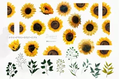 Sunflower svg png Realistic Sunflower png images, summer 082 Product Image 2