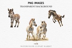 Safari Baby Zebra African Animals Clipart Savanna PNG Image Image Watercolor  Transparent Print invitation t-shirt designs sublimation kids printable digital