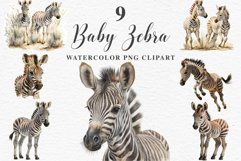 Safari Baby Zebra African Animals Clipart Savanna PNG Image Image Watercolor  Transparent Print invitation t-shirt designs sublimation kids printable digital