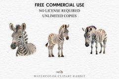 Safari Baby Zebra African Animals Clipart Savanna PNG Image Image Watercolor  Transparent Print invitation t-shirt designs sublimation kids printable digital