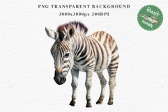 Safari Baby Zebra African Animals Clipart Savanna PNG Image Image Watercolor  Transparent Print invitation t-shirt designs sublimation kids printable digital watercolor cute African Baby Zebra, Safari Animals clipart, sublimation nursery drawing Savanna