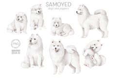 Samoyed dogs and puppies Product Image 1