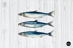 Sardine PNG, Fisherman Coastal PNG, Summer PNG Product Image 1