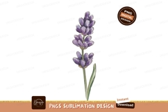 Lavender flower purple bloom green stem image Product Image 1