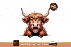 Highland cow peeking over black background bull calf Product Image 1