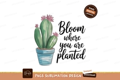 Green cactus pink flowers potted image Product Image 1