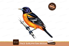 Baltimore Oriole Bird Illustration Graphic Product Image 1