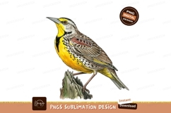 Meadowlark perched isolated on transparent background sublim Product Image 1