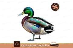 Colorful mallard isolated on transparent background sublimat Product Image 1