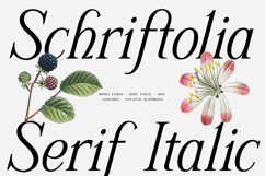 Schriftolia Elegant Serif Italic Product Image 1